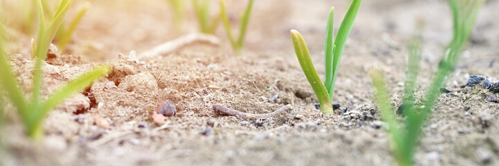 sprouted growing garlic in the ground on the garden bed. selective focus. banner. flare