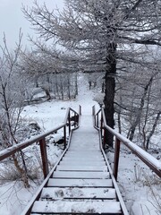 bridge in the forest