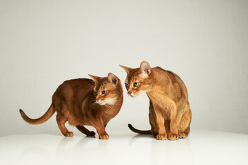 Cute abyssinian cats play on table and white background