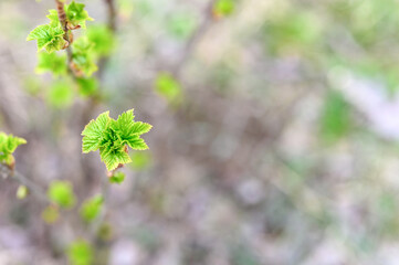 currant buds on the branches open and leaves grow in the garden in spring. selective focus
