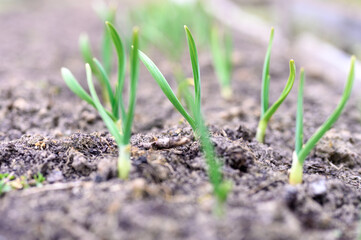 sprouted growing garlic in the ground on the garden bed. selective focus
