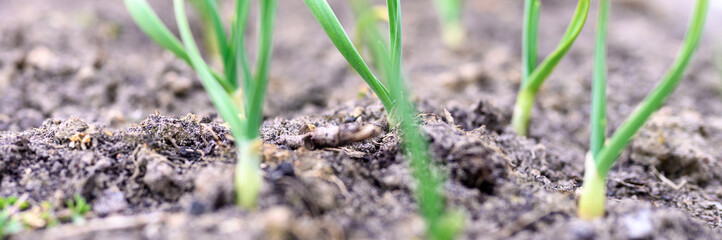 sprouted growing garlic in the ground on the garden bed. selective focus. banner