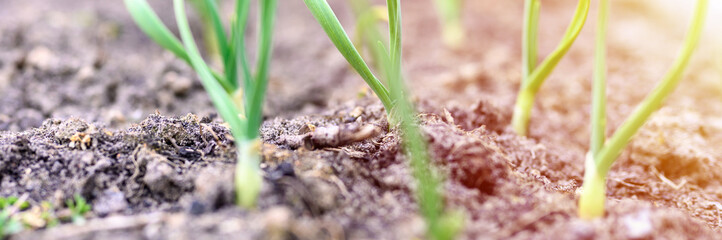 sprouted growing garlic in the ground on the garden bed. selective focus. banner. flare