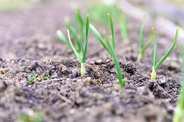 sprouted growing garlic in the ground on the garden bed. selective focus