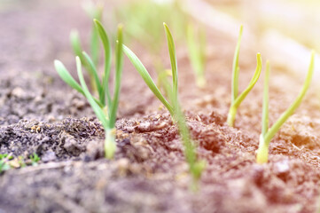 sprouted growing garlic in the ground on the garden bed. selective focus. flare