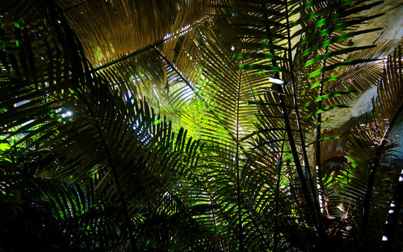Hup Pa Tat is located in Lan Sak, Uthai Thani. An abundance of exotic plants  - The Arenga Pinnata is categorized as an ancient tree in the same family as palm trees.