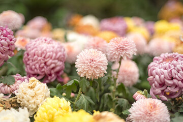 Autumn chrysanthemums blooming in the park