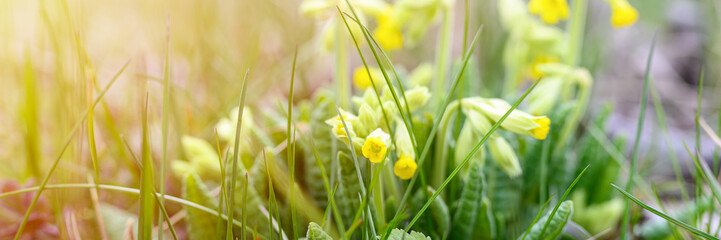 Obraz premium the first spring yellow blooming flowers primrose primula veris (cowslip, common cowslip) sprouted in the ground and grass in nature. selective focus. banner. flare