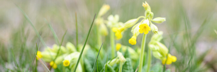 the first spring yellow blooming flowers primrose primula veris (cowslip, common cowslip) sprouted in the ground and grass in nature. selective focus. banner