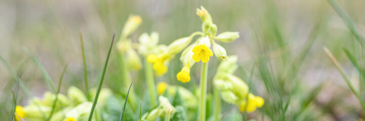 Fototapeta premium the first spring yellow blooming flowers primrose primula veris (cowslip, common cowslip) sprouted in the ground and grass in nature. selective focus. banner