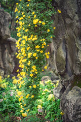 Small yellow chrysanthemums hanging from the cliff