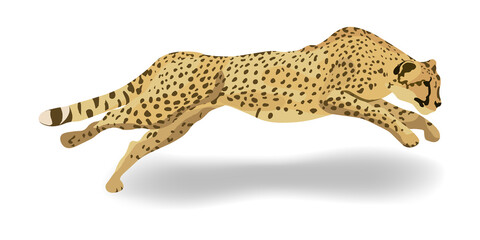 Leopard jumping on prey. Vector illustration of leopard isolated on white background.