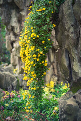 Small yellow chrysanthemums hanging from the cliff