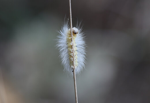 Buchen-Streckfu&szlig; - Pale Tussock Moth