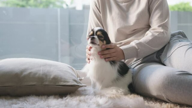 Little chihuahua dog and asian woman at home in weekend. Hand's woman rubbing and stroking her puppy dog on floor in house. Pet feeling enjoy and happy with pet therapy dog care.