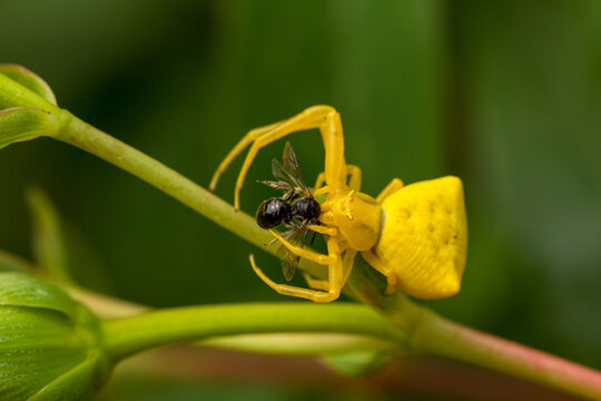 Yellow spider eating a black insect on a green stem