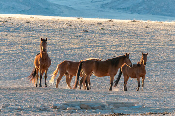 Wild horses of the Namib walking at sunrise