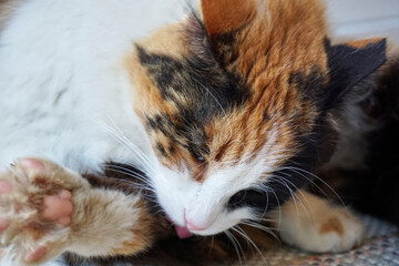 Beautiful cat in near plan