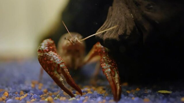 Procambarus clarkii