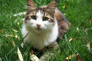 Beautiful cat in near plan