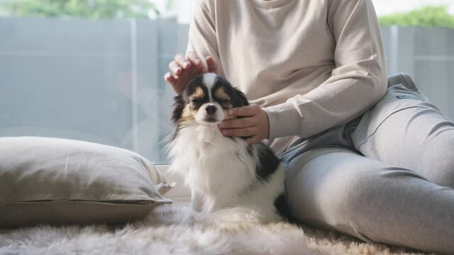 Little chihuahua dog and asian woman at home in weekend. Hand's woman rubbing and stroking her puppy dog on floor in house. Pet feeling enjoy and happy with pet therapy dog care.