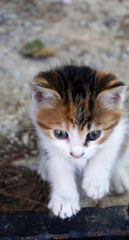 Pretty young cat in near plan