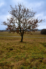 A lone tree at a moor. Picture from Revingehed, Scania county, Sweden