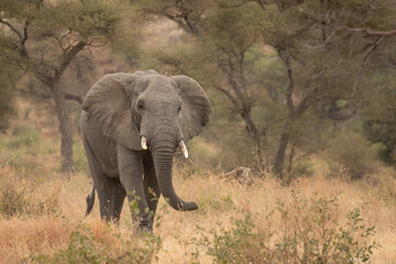Elephant walking towards camera with woodland in background.  