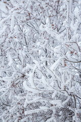 Snow and rime ice on the branches of bushes. Beautiful winter background with twigs covered with hoarfrost. Plants in the park are covered with hoar frost. Cold snowy weather. Cool frosting texture.