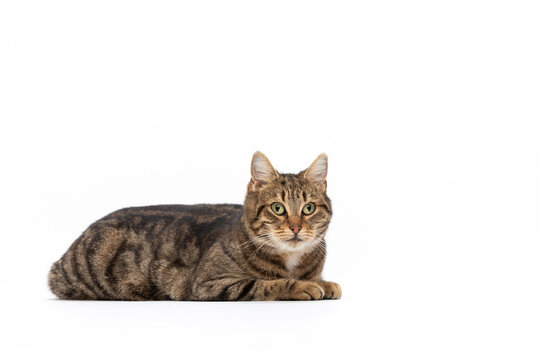 Bengal type cat lying on a white high key background.  