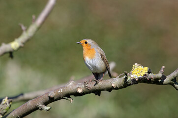 das rotkehlchen mit seiner typischen orange-roten farbe auf seiner brust, der kleine singvogel ist ein häufiger gast in unseren gärten
