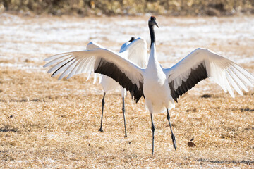 タンチョウ