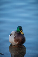 Mallard ducks, Anas platyrhynchos