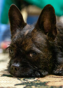 Close-up portrait of a small black dog, a cross between a Yorkshire terrier and a French Bulldog.
