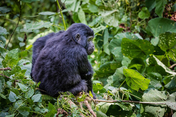 Uganda wildlife. Gorillas in Bwindi National Forest