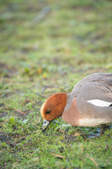 European wigeon, Anas penelope
