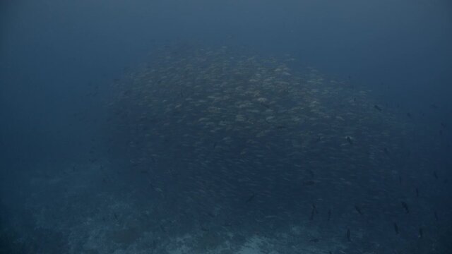 Huge spawning aggregation of Twin Spot Snapper swim in deep blue water