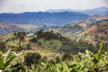 Uganda wildlife