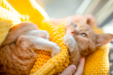 Orange cat baby relax on the yellow knitted blanket. Red kitten and cozy nap time.  The paws of pet raised up