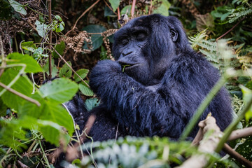 Uganda wildlife. Gorillas in Bwindi National Forest
