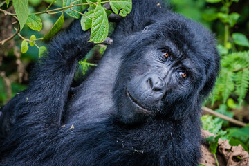 Uganda wildlife. Gorillas in Bwindi National Forest