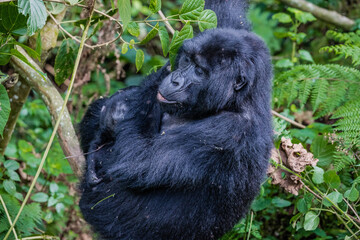 Uganda wildlife. Gorillas in Bwindi National Forest