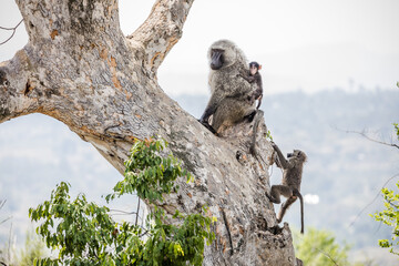 Uganda wildlife. Baboons