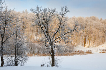 Snowy winter in Russia. Winter forest landscape with snow-covered trees and snowdrifts. Nizhny Novgorod
