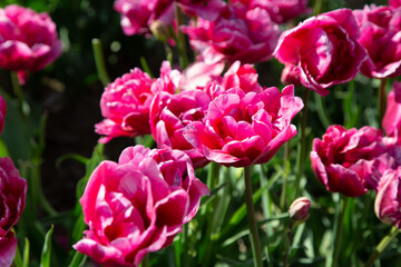 flowers in sunny garden