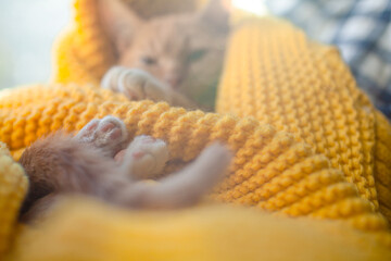 Orange cat baby relax on the yellow knitted blanket. Red kitten and cozy nap time.  The paws of pet raised up