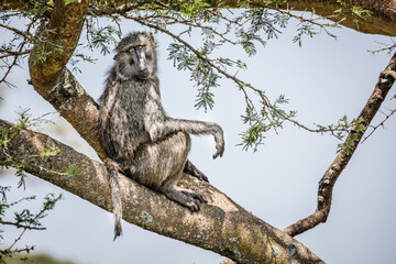 Uganda wildlife. Baboons
