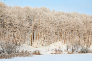 Snowy winter in Russia. Winter forest landscape with snow-covered trees and snowdrifts. Nizhny Novgorod