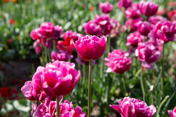 flowers in sunny garden