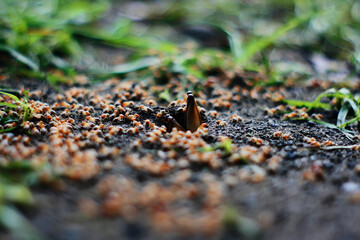 flying termites on ground